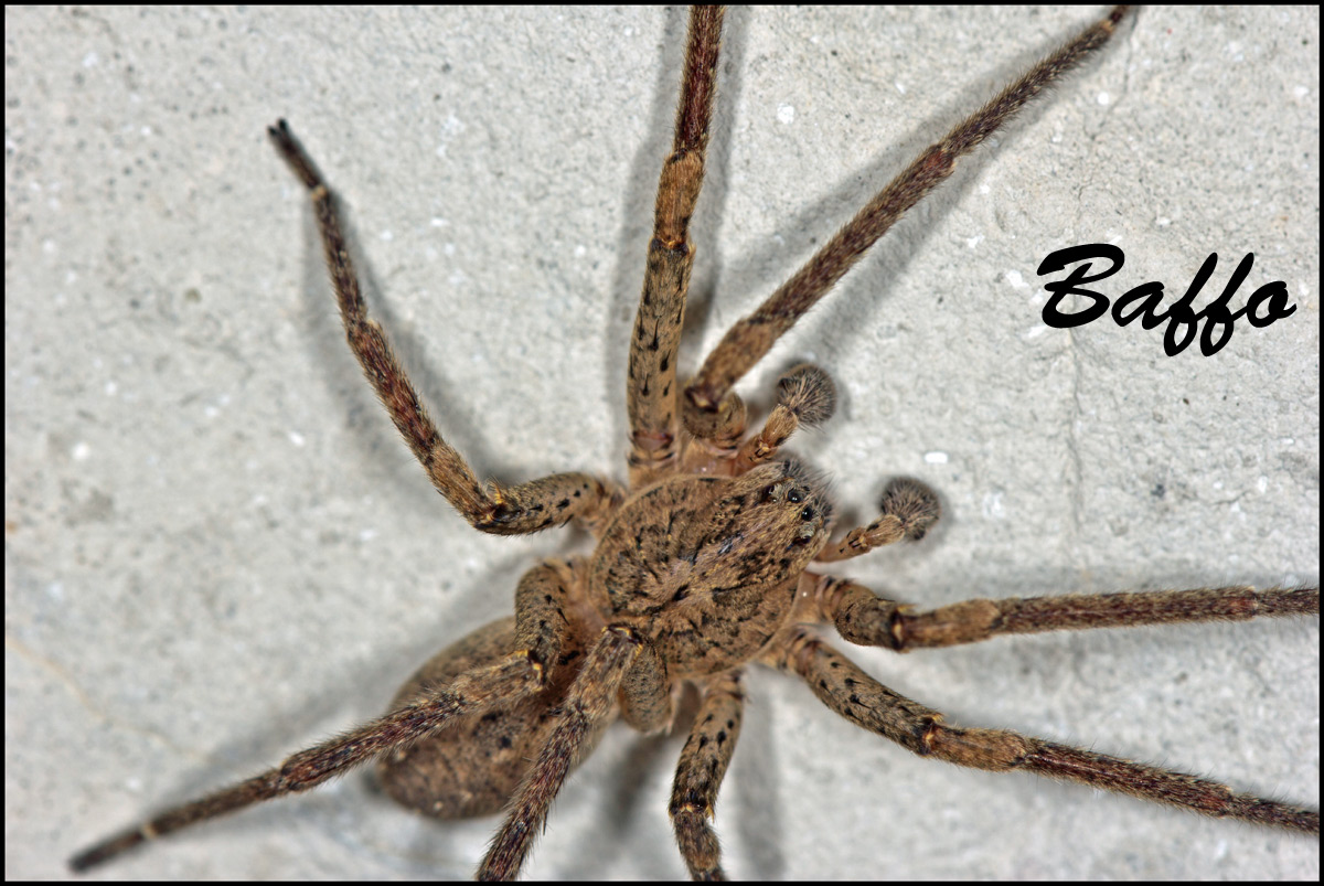 Zoropsis sp.; Tegenaria silvestris - Basovizza (TS)